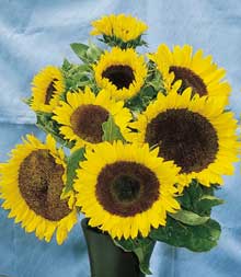 Sunny Hybrid Sunflower